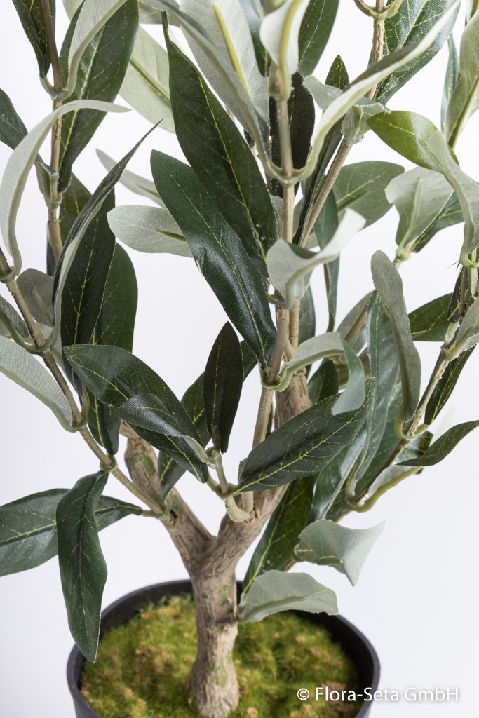 Olivenbaum im schwarzen Kunststofftopf