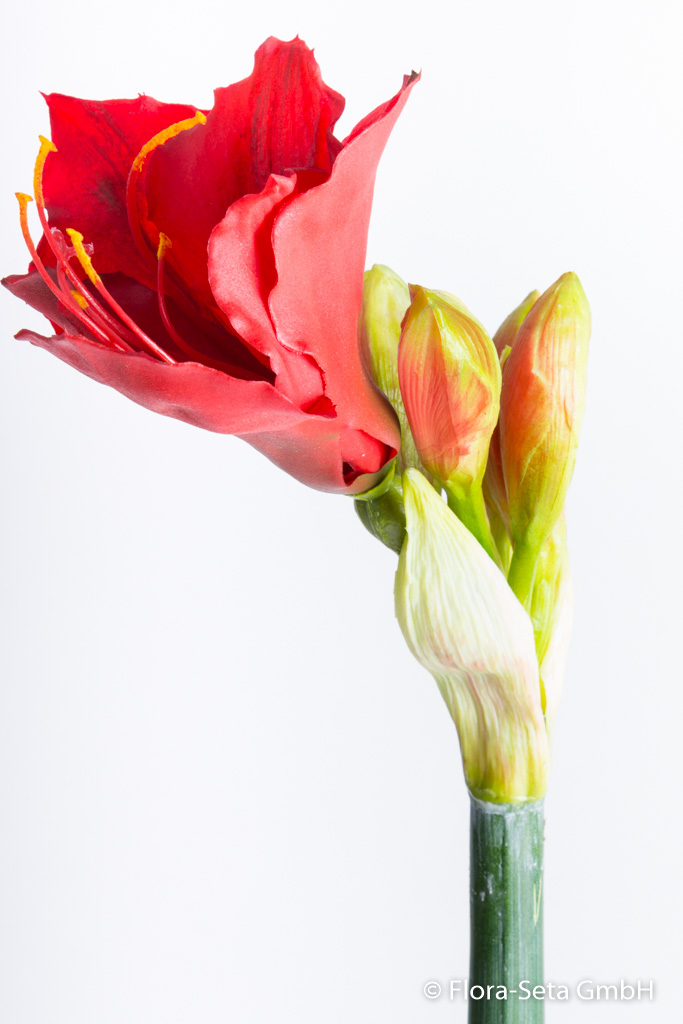 Amaryllis Stem mit 1 Blüte und 5 Knospen "real touch" Farbe: rot