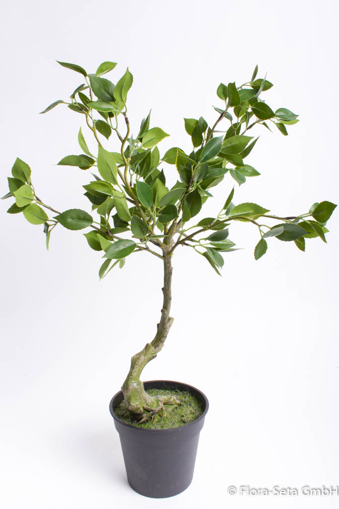 Ficus Benjamini Bonsai im schwarzen Kunststofftopf