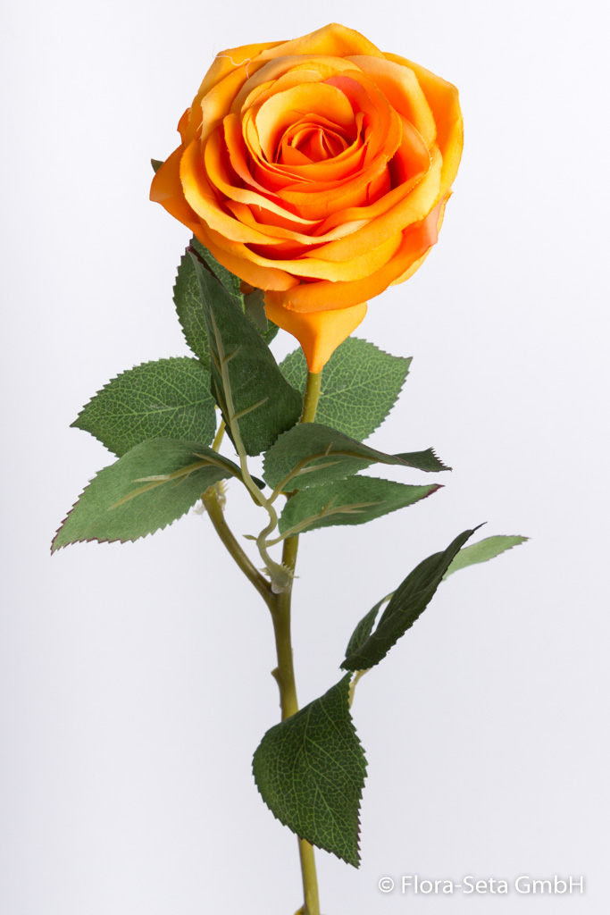 Rose Equador mit 10 Blättern Farbe: orange