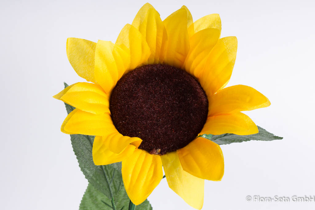 Sonnenblume langstielig, mit 3 Blättern Farbe: gelb