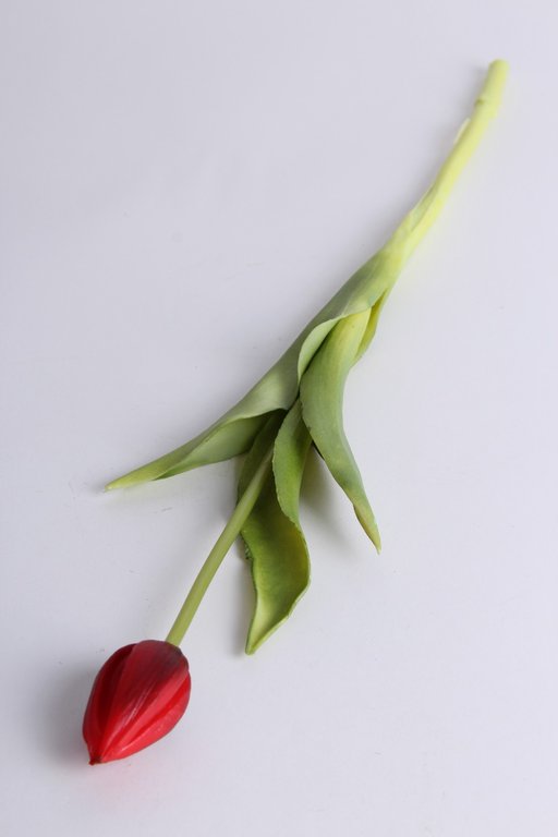 Tulpe mit 3 Blättern Farbe: rot
