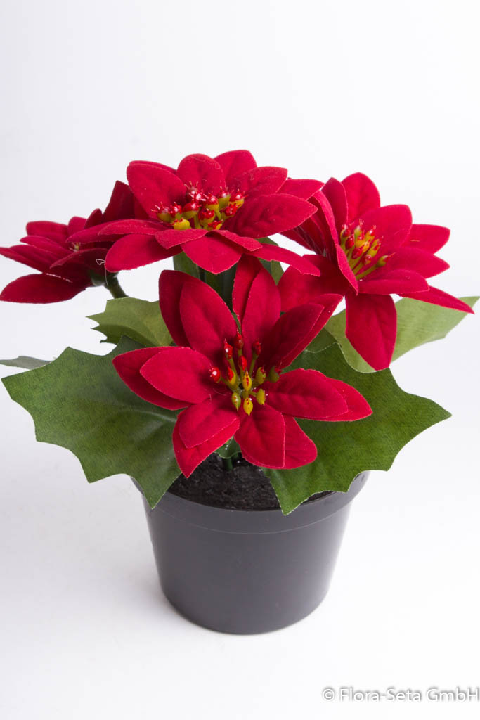 Mini-Poinsettie mit 4 Blüten im schwarzen Kunststofftopf Farbe: rot