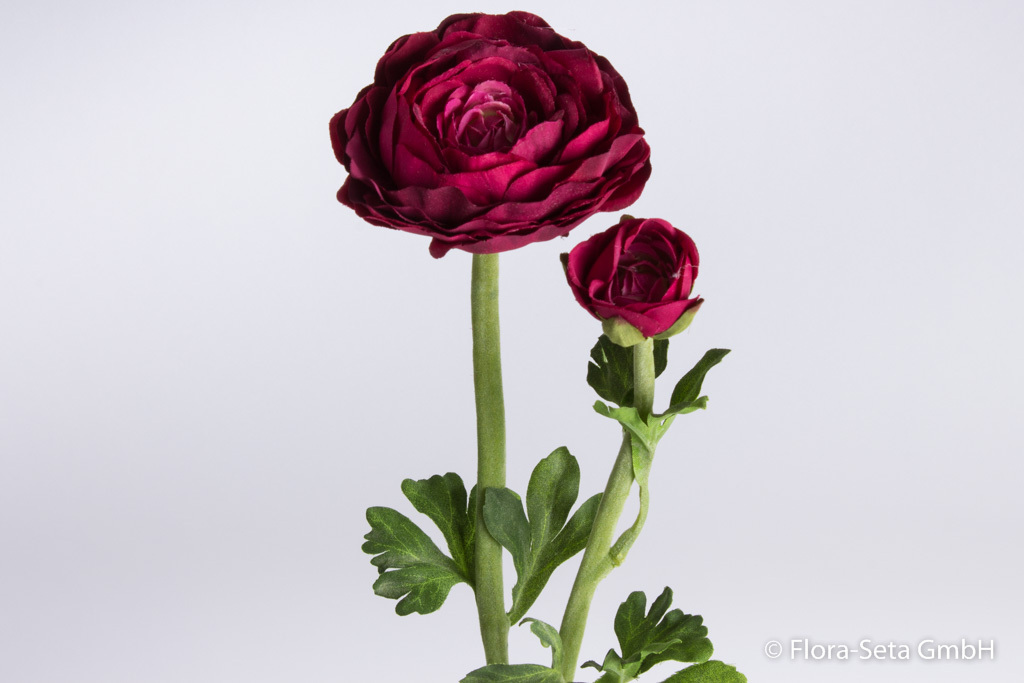 Ranunkel mit 1 Blüte, 1 Knospe und 3 Blättern Farbe: burgund