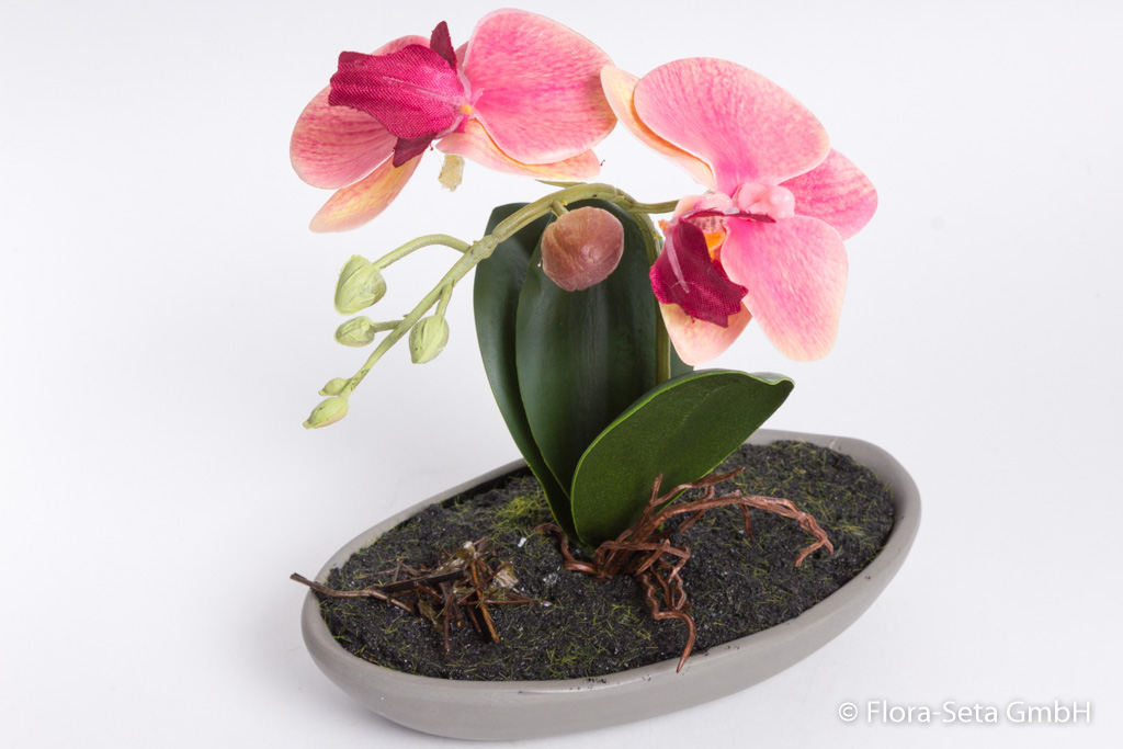 Orchidee Phalaenopsis in grauer Keramikschale Farbe: pink
