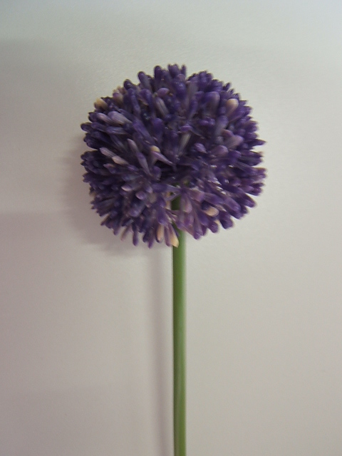 Allium Globmaster Farbe:lavendel