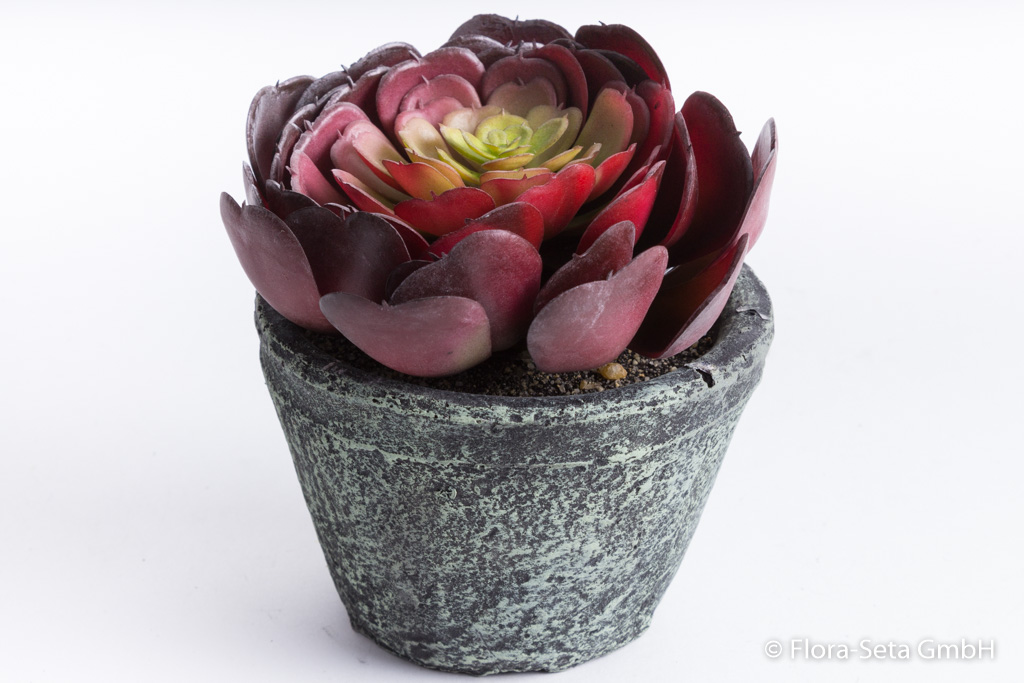 Echeveria im grauen Keramiktopf Farbe: burgund-grün