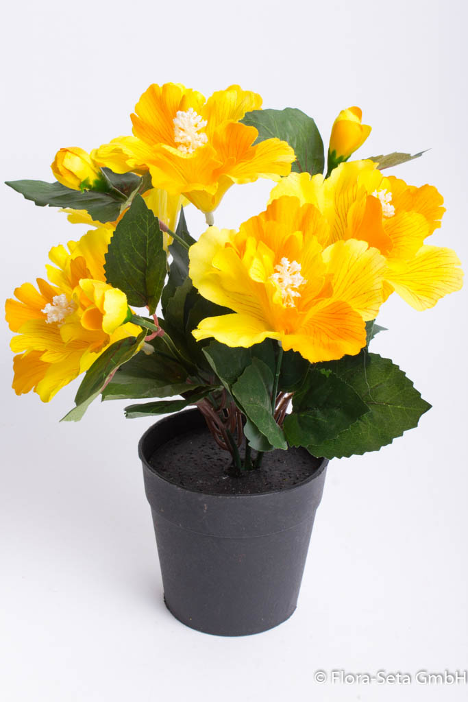 Hibiskus mit 5 Blütenköpfen im schwarzen Kunststofftopf Farbe: gelb