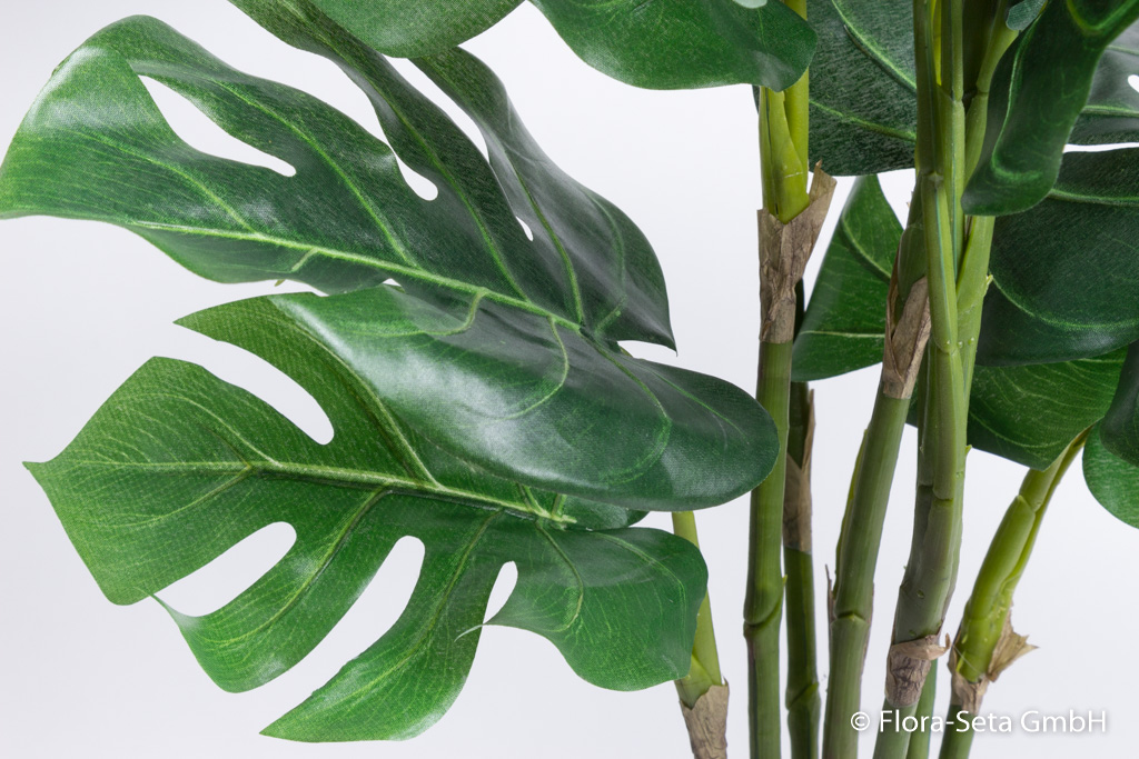 Monsterapflanze im schwarzen Kunststofftopf Farbe: grün- leicht creme