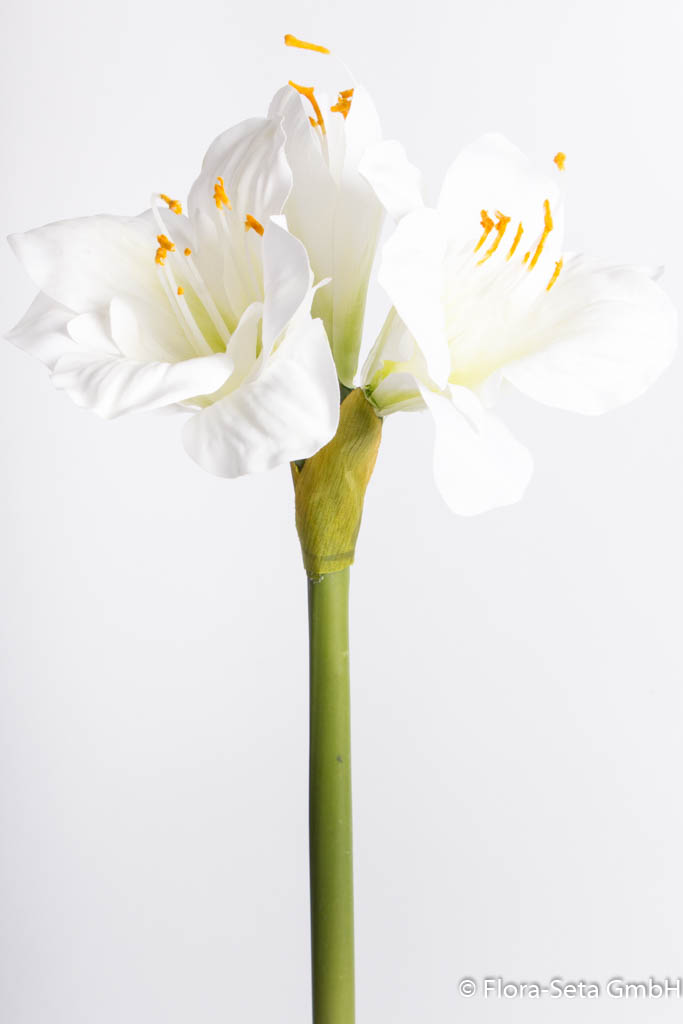 Amaryllis mit 2 Blüten und 1 Knospe, klein Farbe: creme-weiß