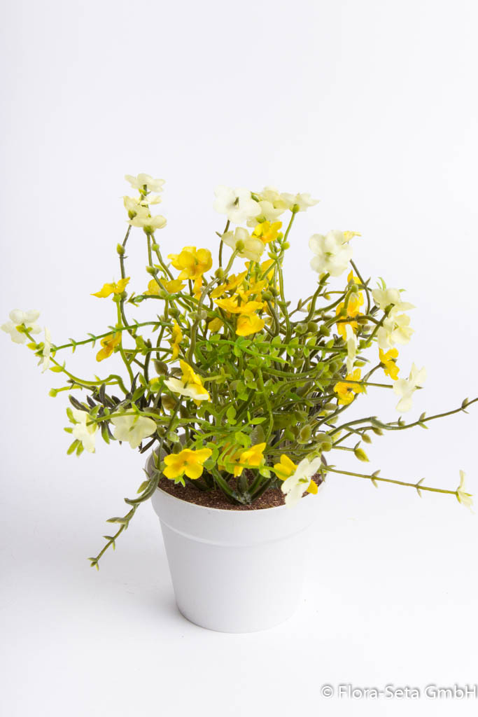 Waxflowerbusch im weißen Kunststofftopf Farbe: gelb-creme