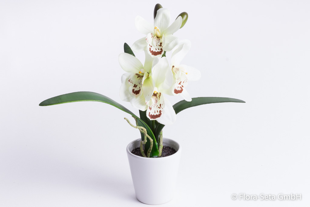 Orchidee Cymbidium mit 4 Blüten,3 Blättern u. Luftwurzeln in weißem Keramiktopf Farbe: creme-lemon