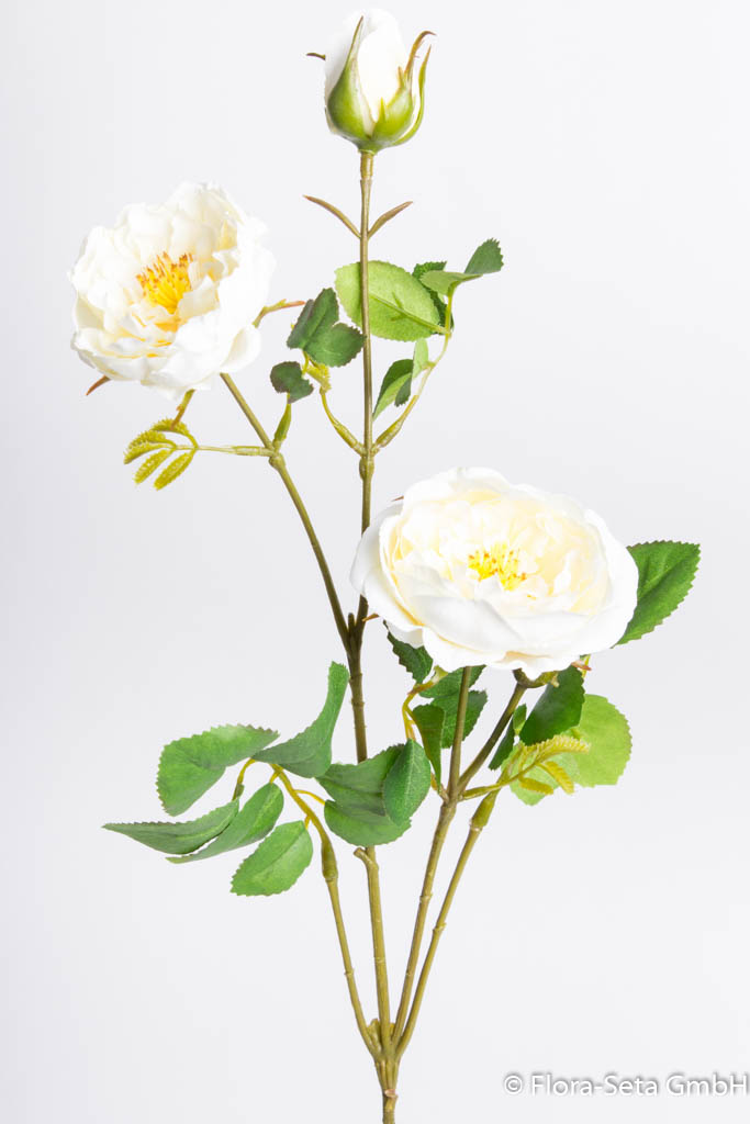 Rosenzweig mit 2 Blüten und 1 Knospe Farbe: creme-weiß