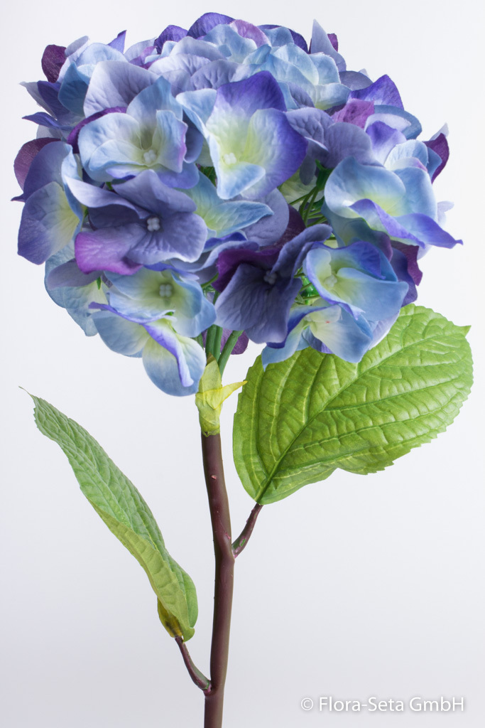 Hortensie Natura mit 2 Blättern Farbe: blau-hellblau