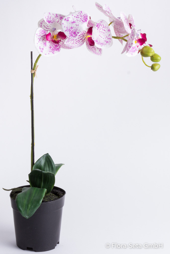 Orchidee Phalaenopsis mit 6 Blüten und 3 Knospen im schwarzen Kunststofftopf Farbe: creme-violett