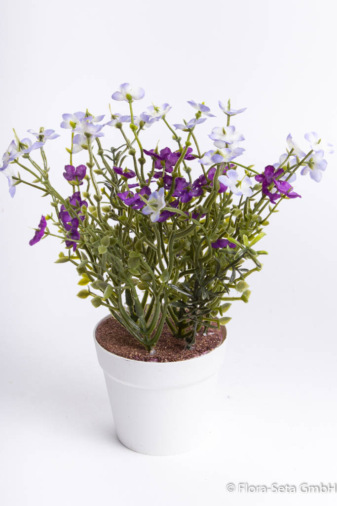 Waxflowerbusch im weißen Kunststofftopf Farbe: lila-creme