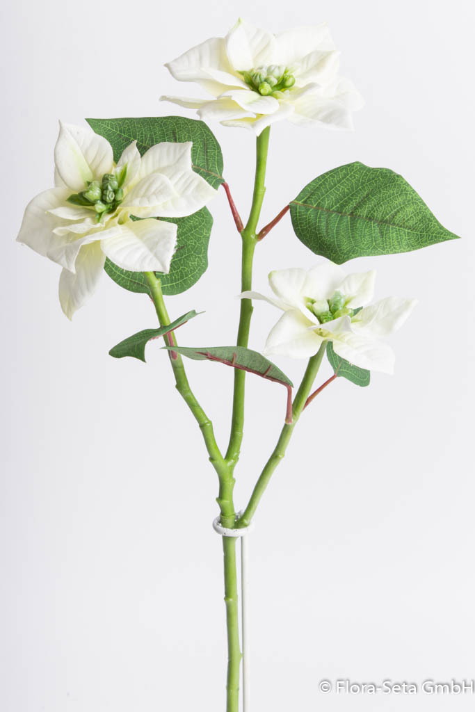 Poinsettie mit 3 Blüten und 6 Blättern Farbe:creme-weiß