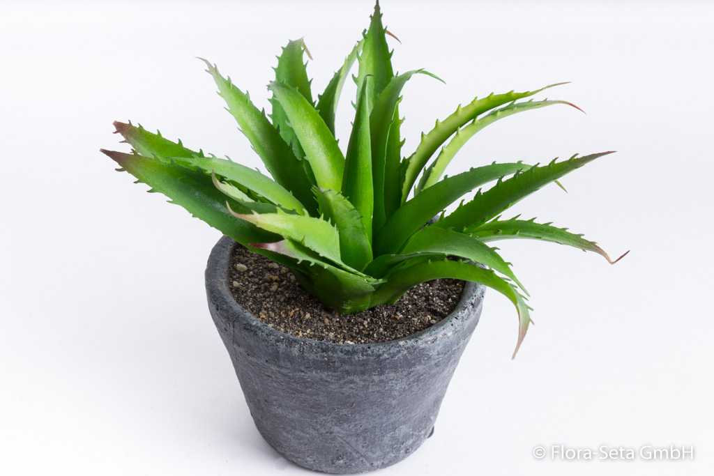 Mini-Aloeverapflanze im grauen Keramiktopf