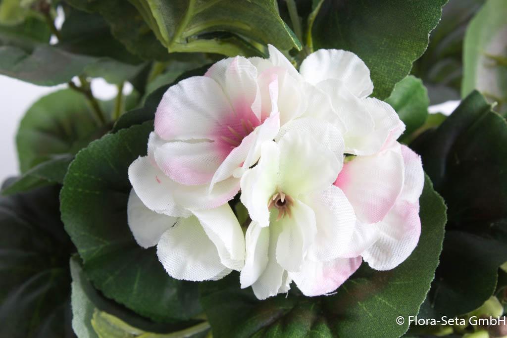 Geranienbusch mit 9 Stielen und 7 Blütenköpfen in braunem Kunststofftopf Farbe:cr-weiß-pink Mix