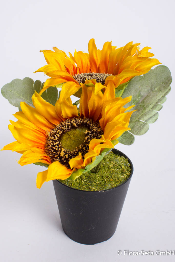 Sonnenblume mit 2 Blüten im schwarzen Kunststofftopf