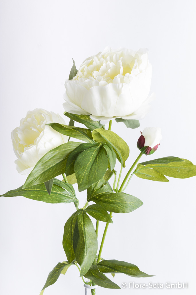 Pfingstrose mit 2 Blüten und 1 Knospe Farbe:weiß-creme
