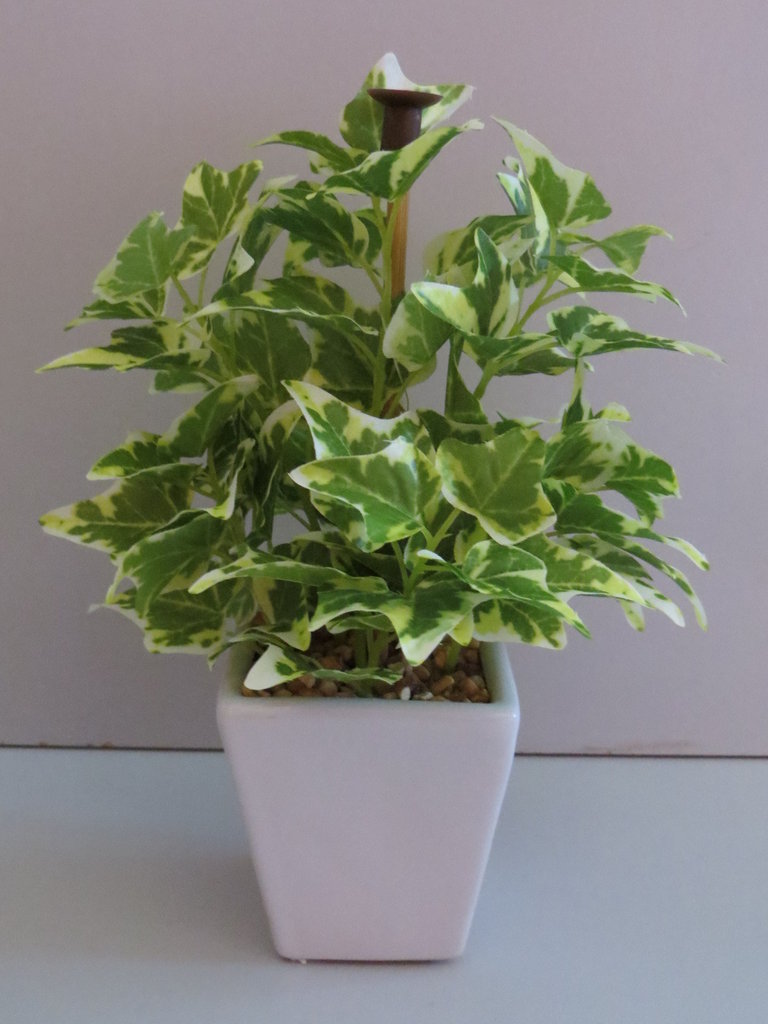Mini Efeupflanze in weißem Keramikgefäß