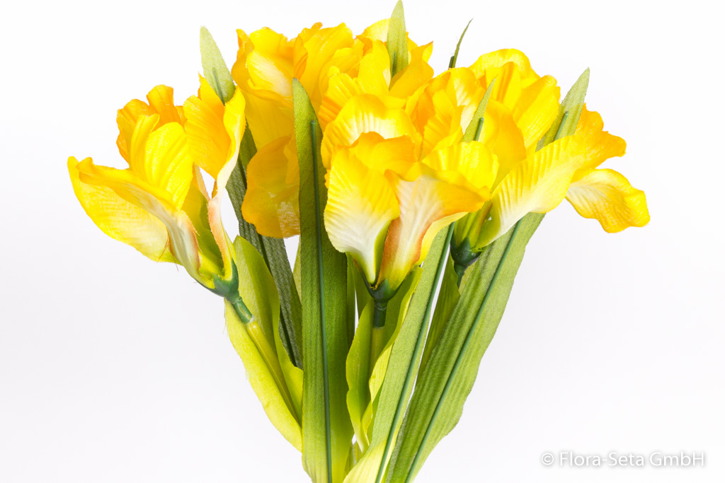 Iris-Bündel mit 6 Stielen in Cellophan Farbe:gelb