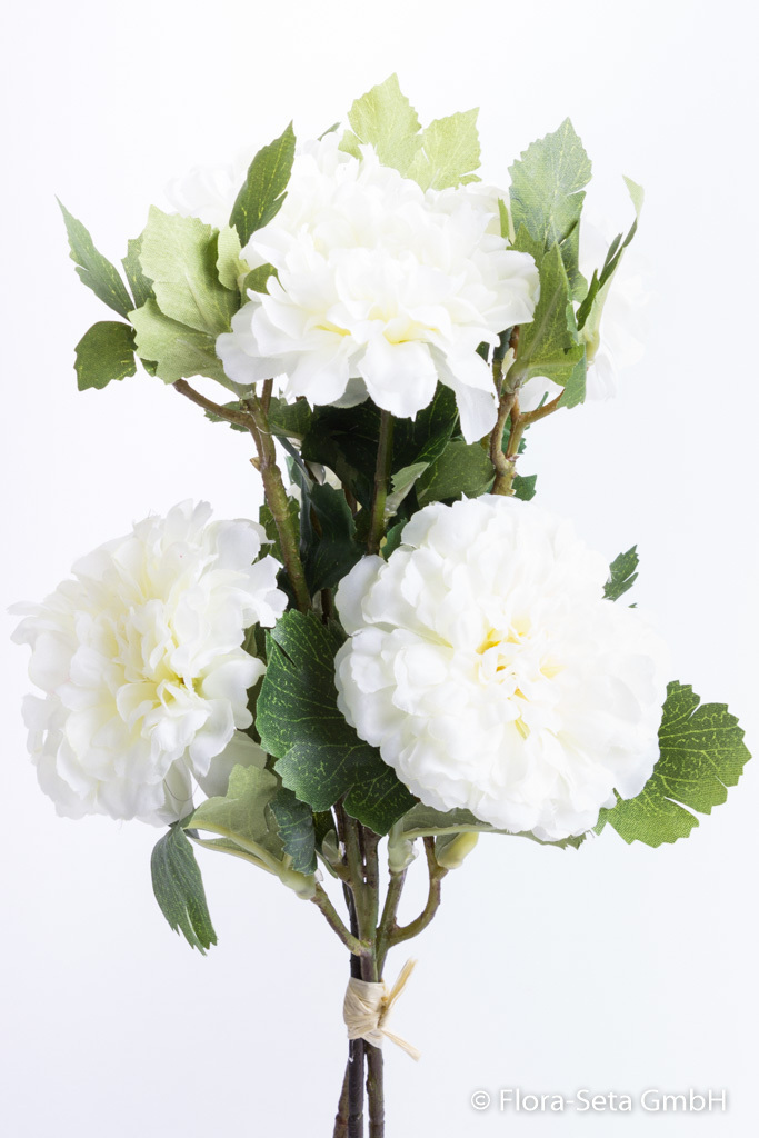 Tagetesbund (Studentenblume) mit 3 Stielen und 6 Blüten Farbe: creme