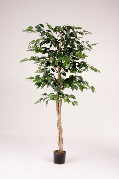 Ficus Benjamini im Kunststofftopf  mit ca. 750 Blättern Farbe:grün (1 Einheit = 2 Stück)