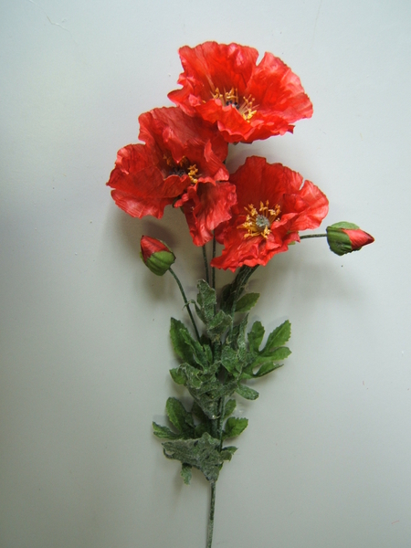 Mohnblume mit 3 Blüten und 2 Knospen Farbe: rot