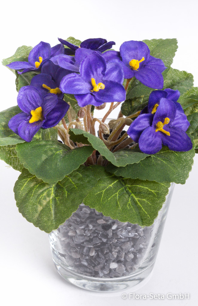 Usambaraveilchen-Arrangement im Glas Farbe: violett