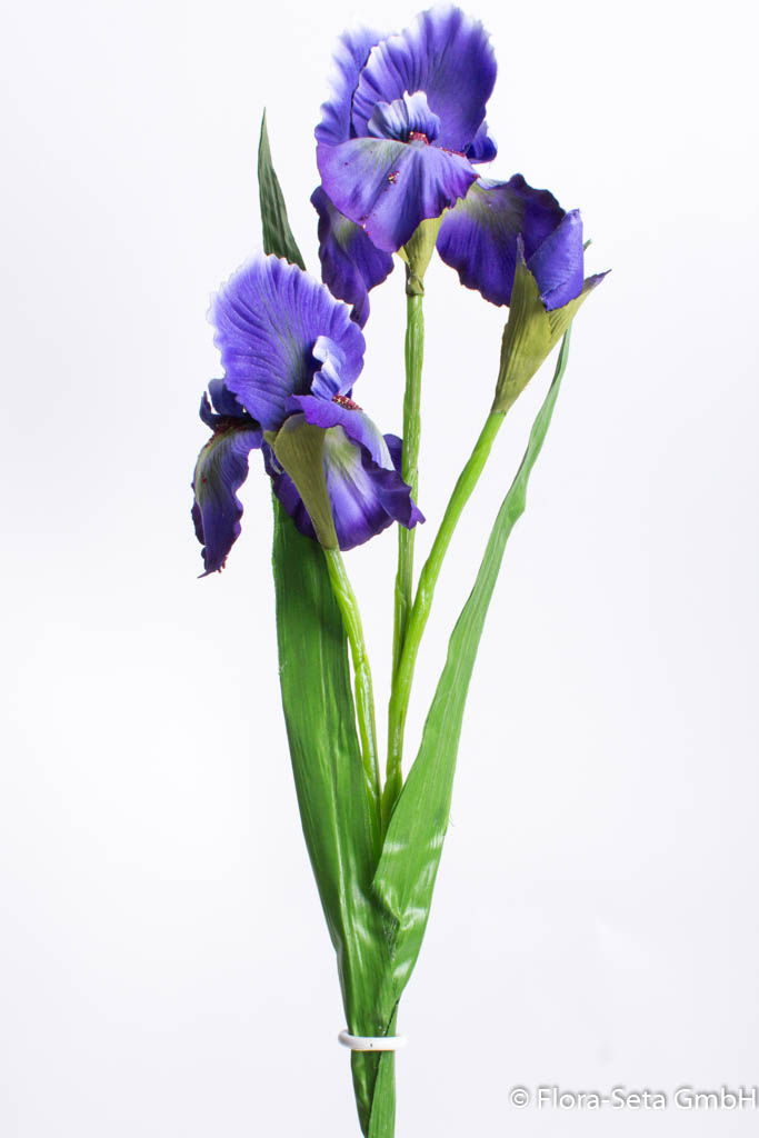 Iris mit 2 Blättern Farbe: blau
