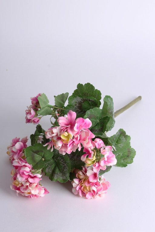 Geranie mit 7 Blütenköpen Farbe: pink-creme