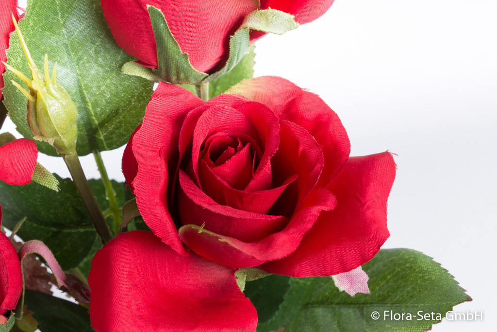 Rosenbusch mit 4 Rosen und 2 Knospen im schwarzen Tontopf Farbe: rot