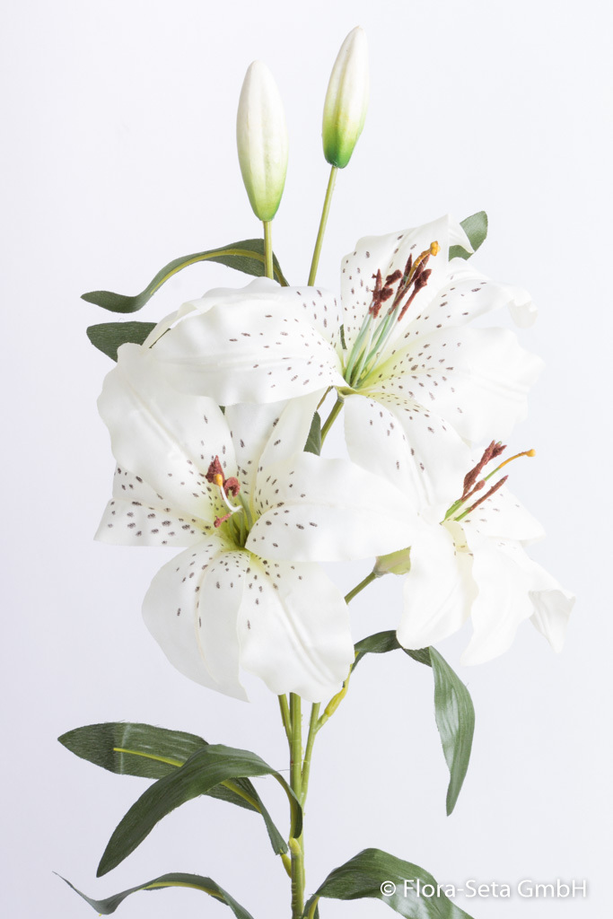 Lilie mit 3 Blüten und 2 Knospen, Farbe: creme-weiß