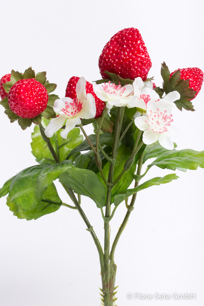 Erdbeerpflanze mit 6 Erdbeeren