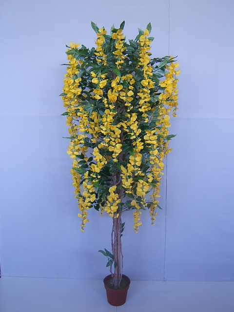Goldregenbaum im Kunststofftopf Farbe:gelb