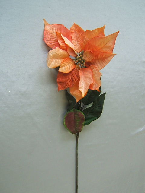 Poinsettie groß Einzelstiel mit 10 Blättern Farbe:peach