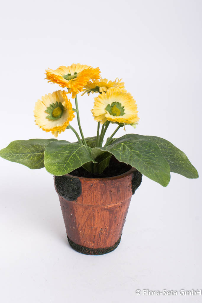 Bellis in braunen Keramiktopf mit 6 Blüten Farbe: gelb