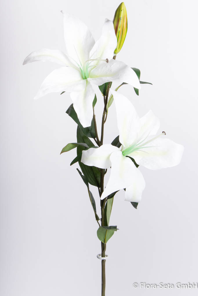 Lilie mit 2 Blüten und 1 Knospe, Farbe: weiß