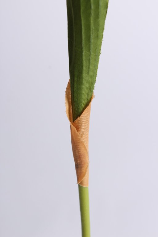 Tulpe mit 2 Blättern Farbe: gelb