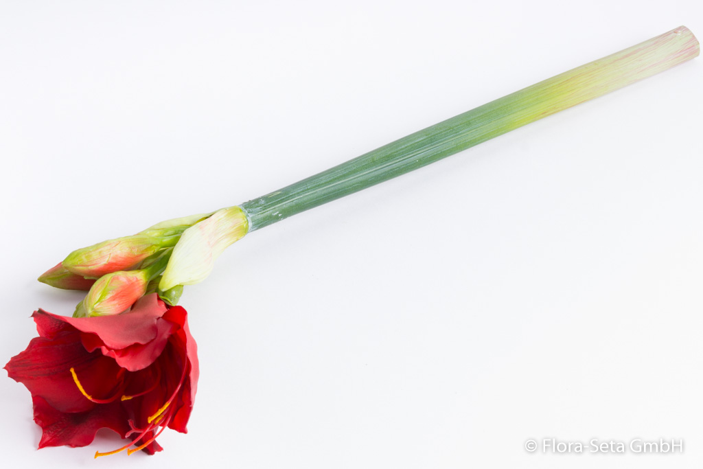 Amaryllis Stem mit 1 Blüte und 5 Knospen "real touch" Farbe: rot
