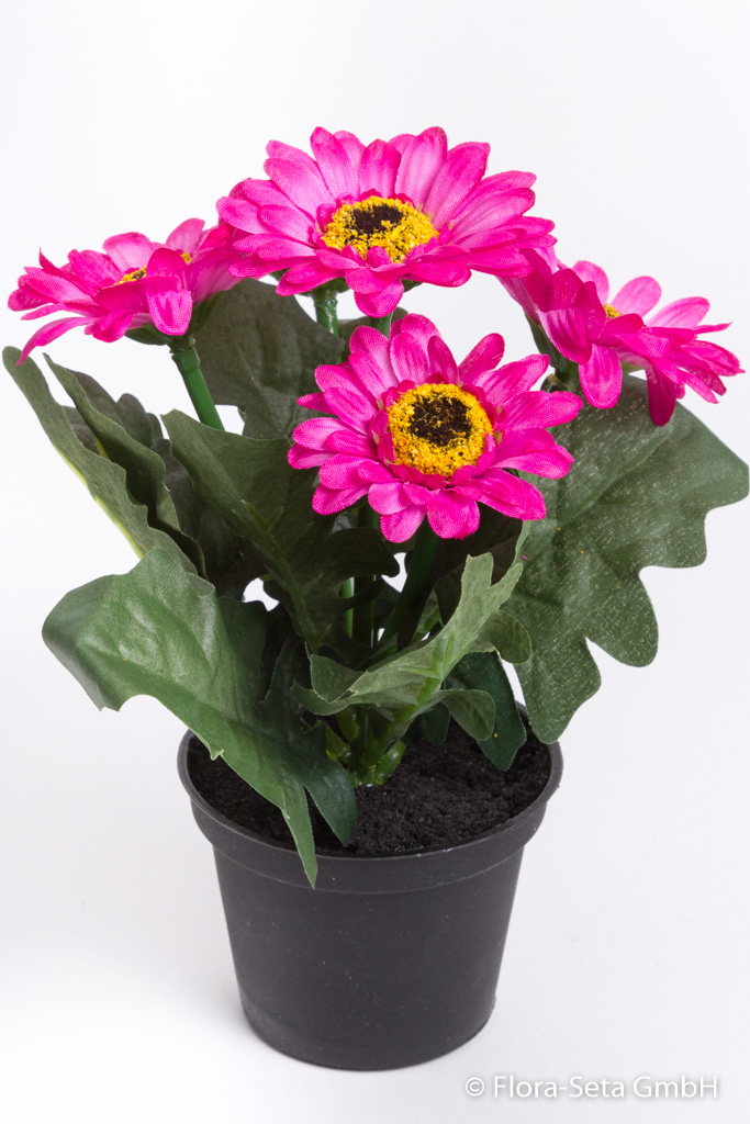 Mini-Gerbera mit 5 Blüten im schwarzen Kunststofftopf Farbe: beauty