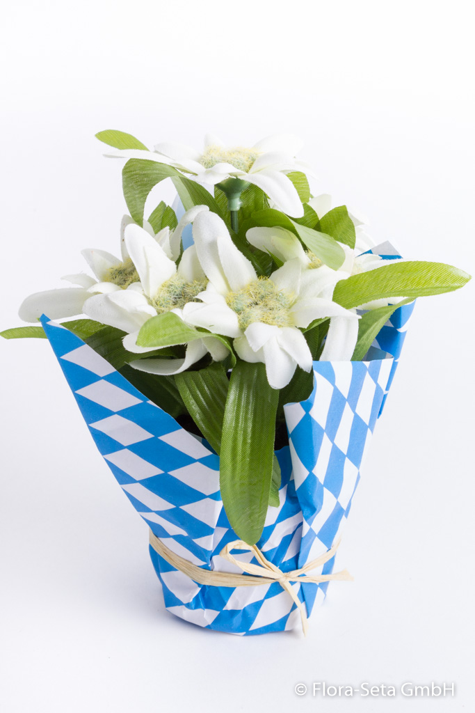 Edelweiß mit 5 Blüten im Kunststofftopf mit blau-weißem Papier ummantelt