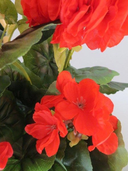 Geranienbusch mit 9 Stielen und 7 Blütenköpfen in braunem Kunststofftopf Farbe:rot