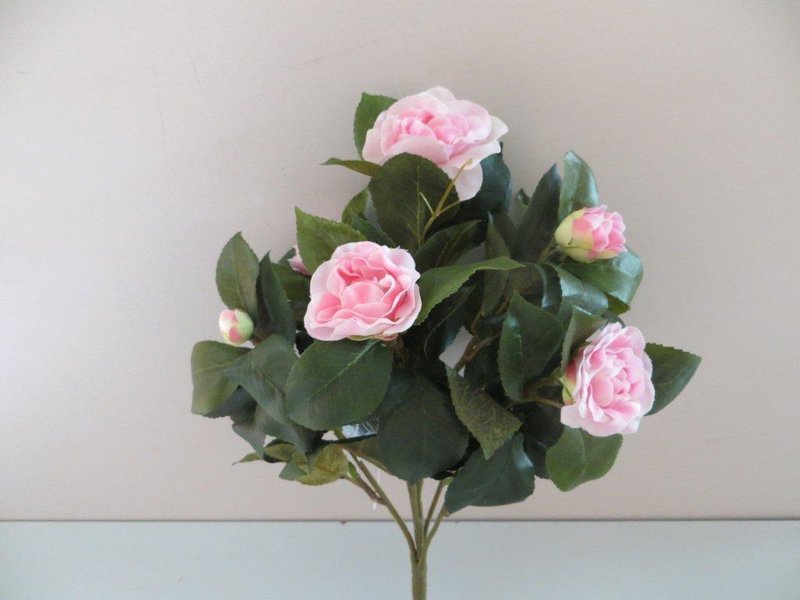 Kamelienbusch mit 5 Blüten und 2 Knospen Farbe:rosa-hellrosa