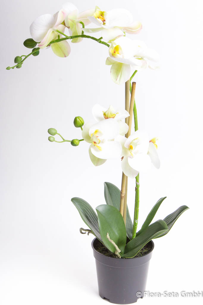 Orchidee Bora im schwarzen Kunststofftopf mit 2 Rispen, Höhe ca. 50 cm Farbe: creme-weiß