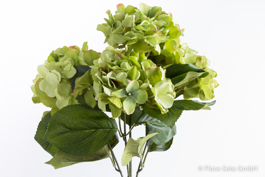 Hortensienbusch mit 5 Blüten Farbe: grün