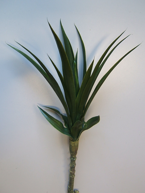 Yucca-Pflanze