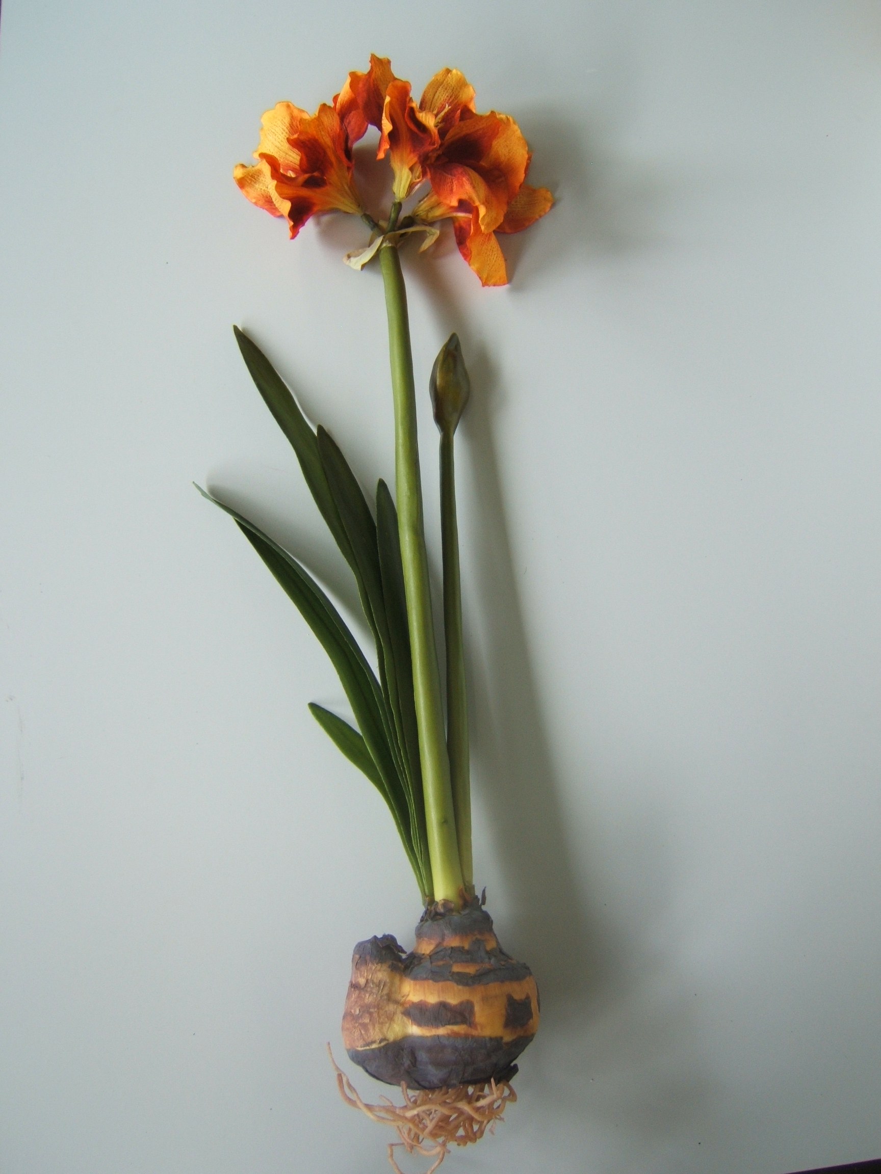 Amaryllis Gigant mit 3 Blüten, 1 Knospe, 6 Blättern, 1 Zwiebel u. Luftwurzeln Farbe:orange-gelb-rot